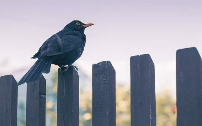 What to Consider When Building a Fence for Your Home