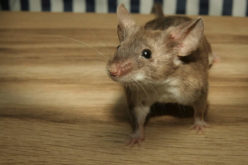 Best Ways to Keep Mice Away from A Home