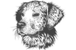 Selecting and Installing a Pet Door