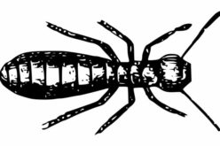 Are Termites Destroying Your Property?