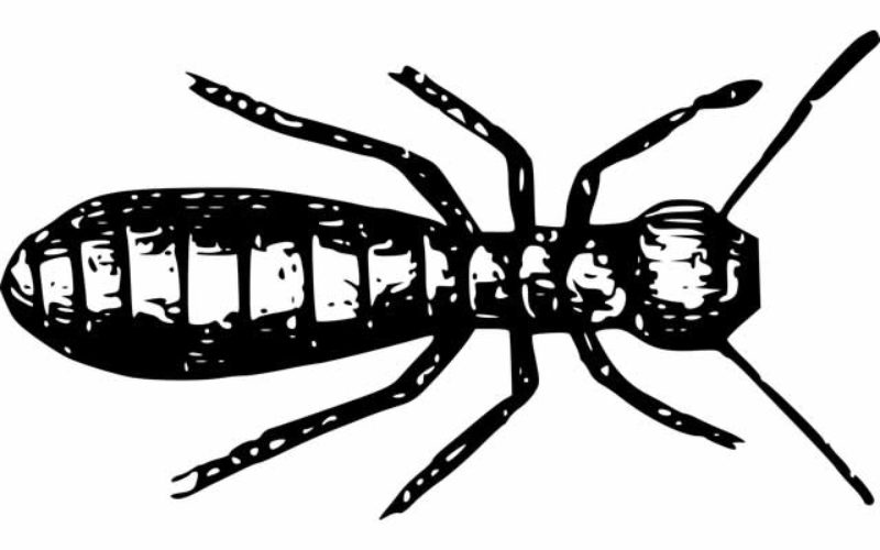 Are Termites Destroying Your Property?
