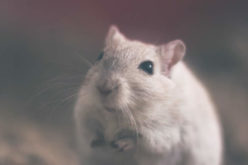 4 Eco-Friendly Ways To Get Rid Of Pests