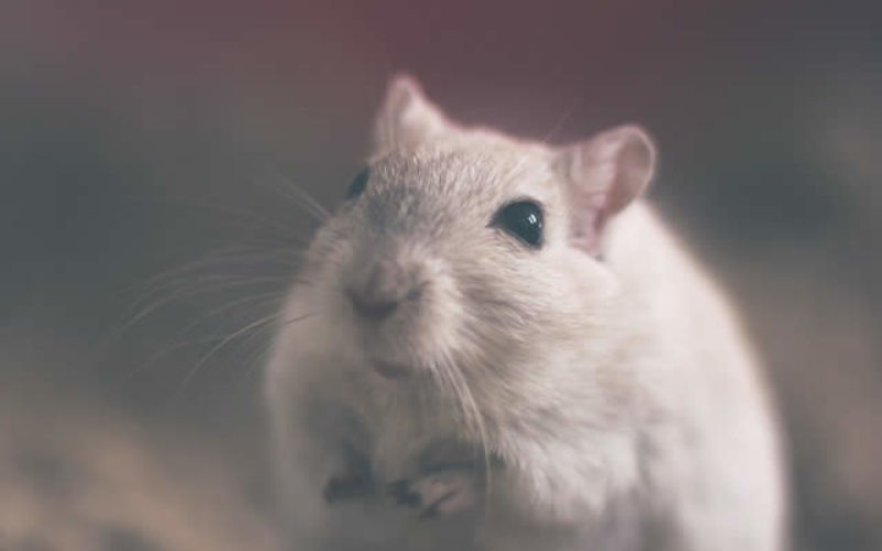 4 Eco-Friendly Ways To Get Rid Of Pests