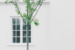 Three Things to Consider Before Planting a Tree Near Your House