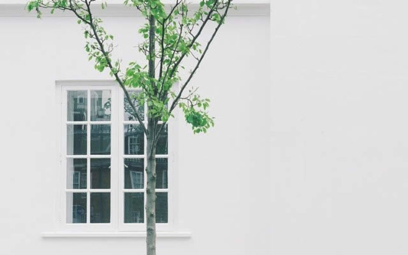 Three Things to Consider Before Planting a Tree Near Your House