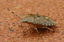 Best Ways to Keep Stink Bugs Out of Your Home