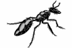 Carpenter Ant Prevention Tips For Your Home