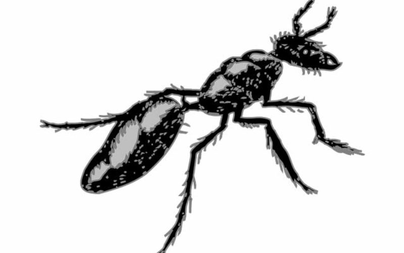 Carpenter Ant Prevention Tips For Your Home