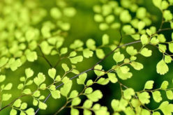 What are the Advantages of Landscaping My House?