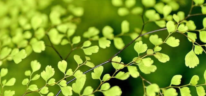 What are the Advantages of Landscaping My House?