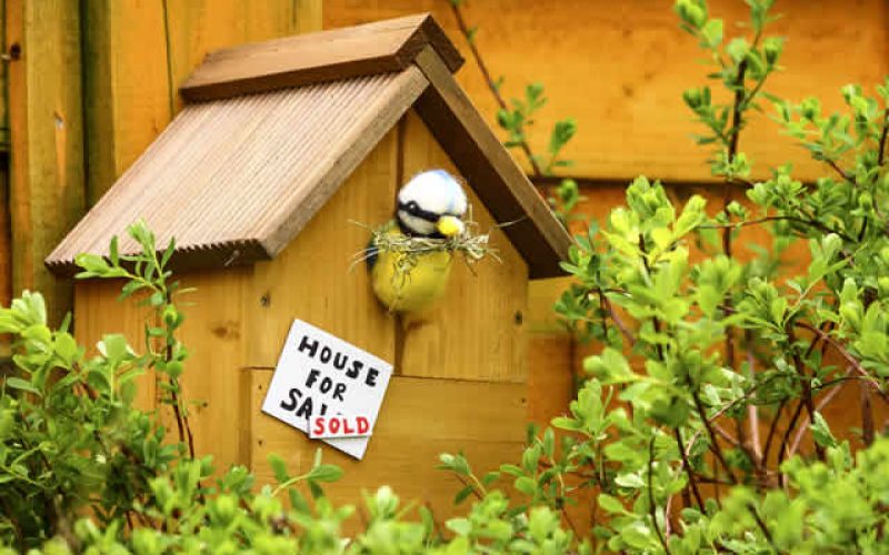 Real Estate Spring Home Improvement Guide