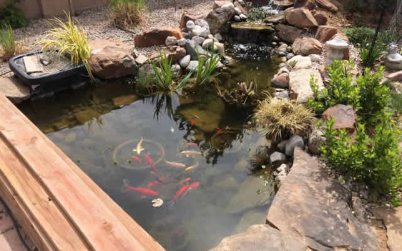 How To Manage Algae in Your Pond