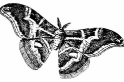 How to Manage Moth Infestations in Nashville
