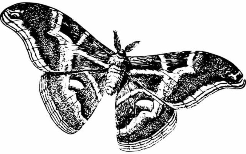 How to Manage Moth Infestations in Nashville