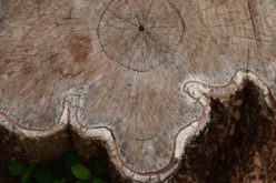 <span>Sunday Morning Tip for April 19:</span> 4 Ways to Renovate a Stump-Filled Lawn