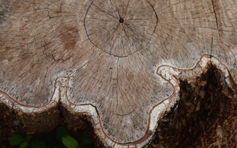 <span>Sunday Morning Tip for April 19:</span> 4 Ways to Renovate a Stump-Filled Lawn