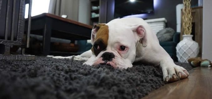 Hardwood Flooring vs. Carpeting