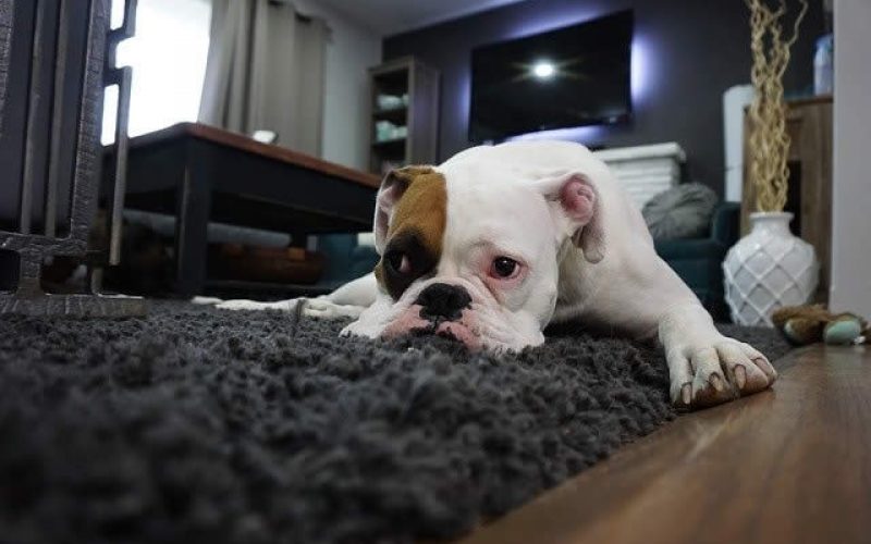 Hardwood Flooring vs. Carpeting