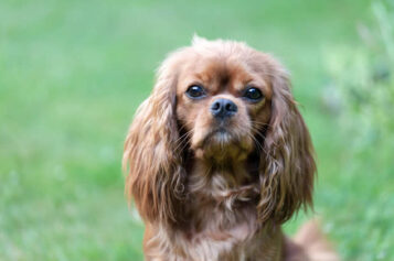 <span>Sunday Morning Tip for May 31:</span> 4 Pet-Proof Must-Haves When Building a New Home