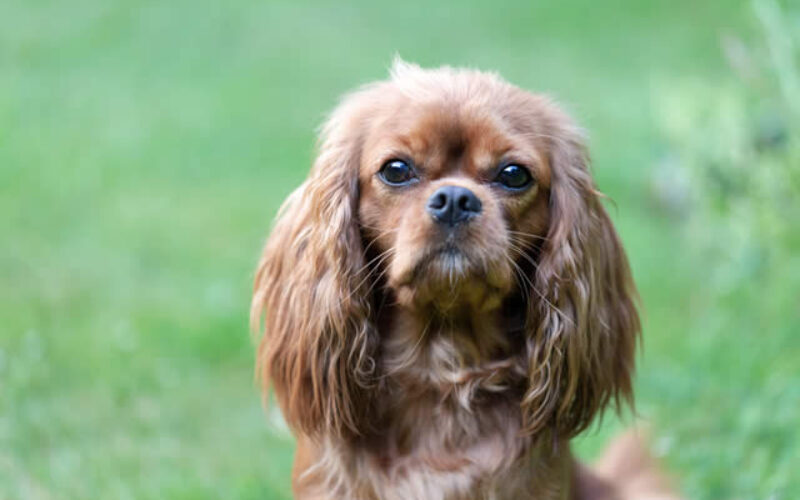 <span>Sunday Morning Tip for May 31:</span> 4 Pet-Proof Must-Haves When Building a New Home