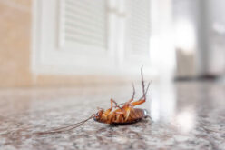 Easy Pest Control Tips That You Can Follow Every Day