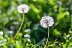 How to Prevent Spring Weeds in Your Mountain Home Garden