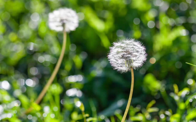 How to Prevent Spring Weeds in Your Mountain Home Garden