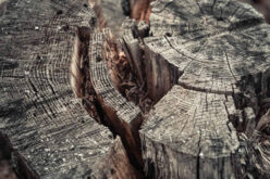 How to Remove a Tree From Your Yard: The Complete Guide
