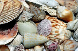 8 Desirable Features to Look for in All Florida Homes