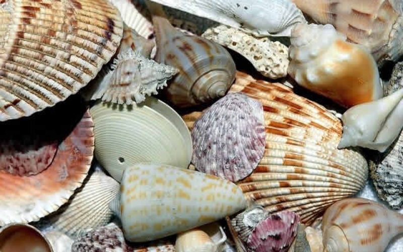 8 Desirable Features to Look for in All Florida Homes