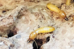 How to Tell Whether a House Has Termite Damage
