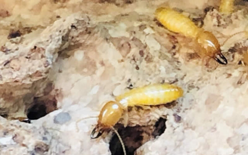 How to Tell Whether a House Has Termite Damage