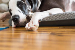 4 Advantages of Using Engineered Flooring for Your Renovation