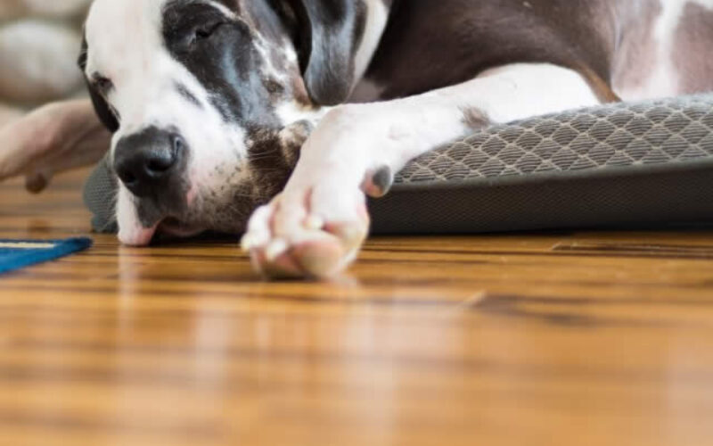 4 Advantages of Using Engineered Flooring for Your Renovation