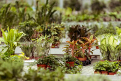 Deciding on The Best Garden Greenhouse for Your Landscape Needs