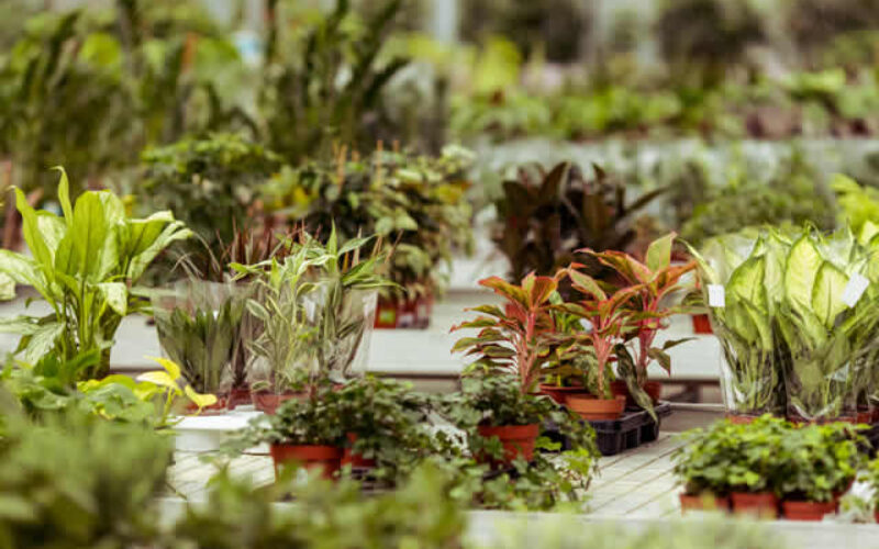 Deciding on The Best Garden Greenhouse for Your Landscape Needs