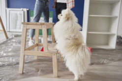 How To Keep Your Pet Safe During a Renovation Project