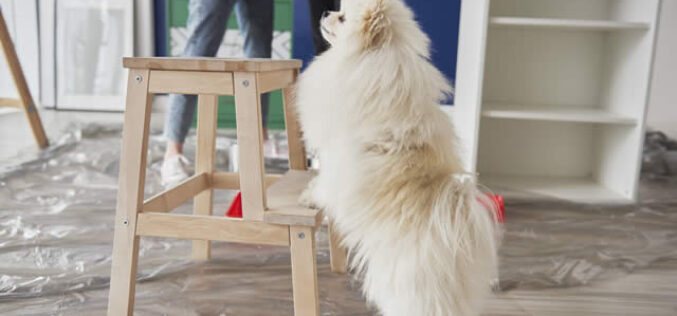 How To Keep Your Pet Safe During a Renovation Project
