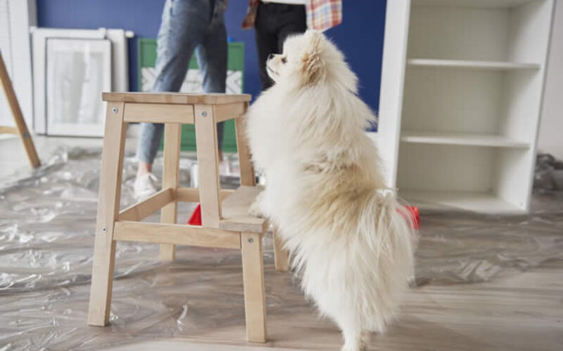 How To Keep Your Pet Safe During a Renovation Project