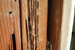 <span>Sunday Morning Tip for Feb 28:</span> How To Repair Insect Damage to Your Home