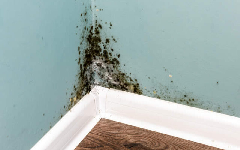 Most Common Places To Check for Mold in Your Home