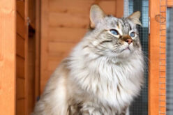 Cat Caves: Tips for Building a Catio for Your Cat