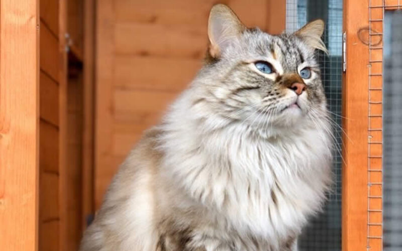 Cat Caves: Tips for Building a Catio for Your Cat