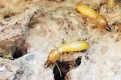 Proven Ways of Dealing with Termites