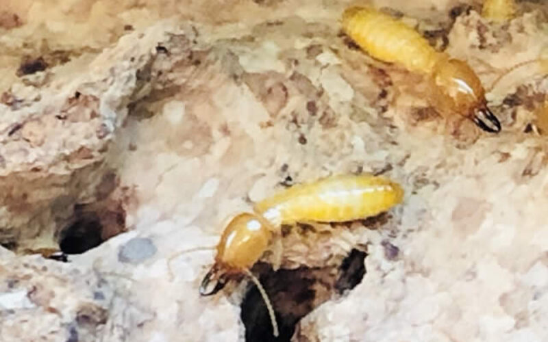 Proven Ways of Dealing with Termites