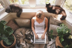 The Advantages of a New Bay Window