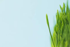 <span>Sunday Morning Tip for April 25:</span> Time Saving Tricks for Your Spring Lawn