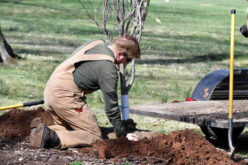 Discover The Best Time to Plant Trees & Tips To Help