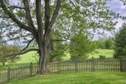 Getting My Trees Ready for Summer
