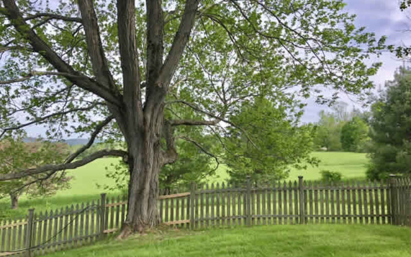 Getting My Trees Ready for Summer